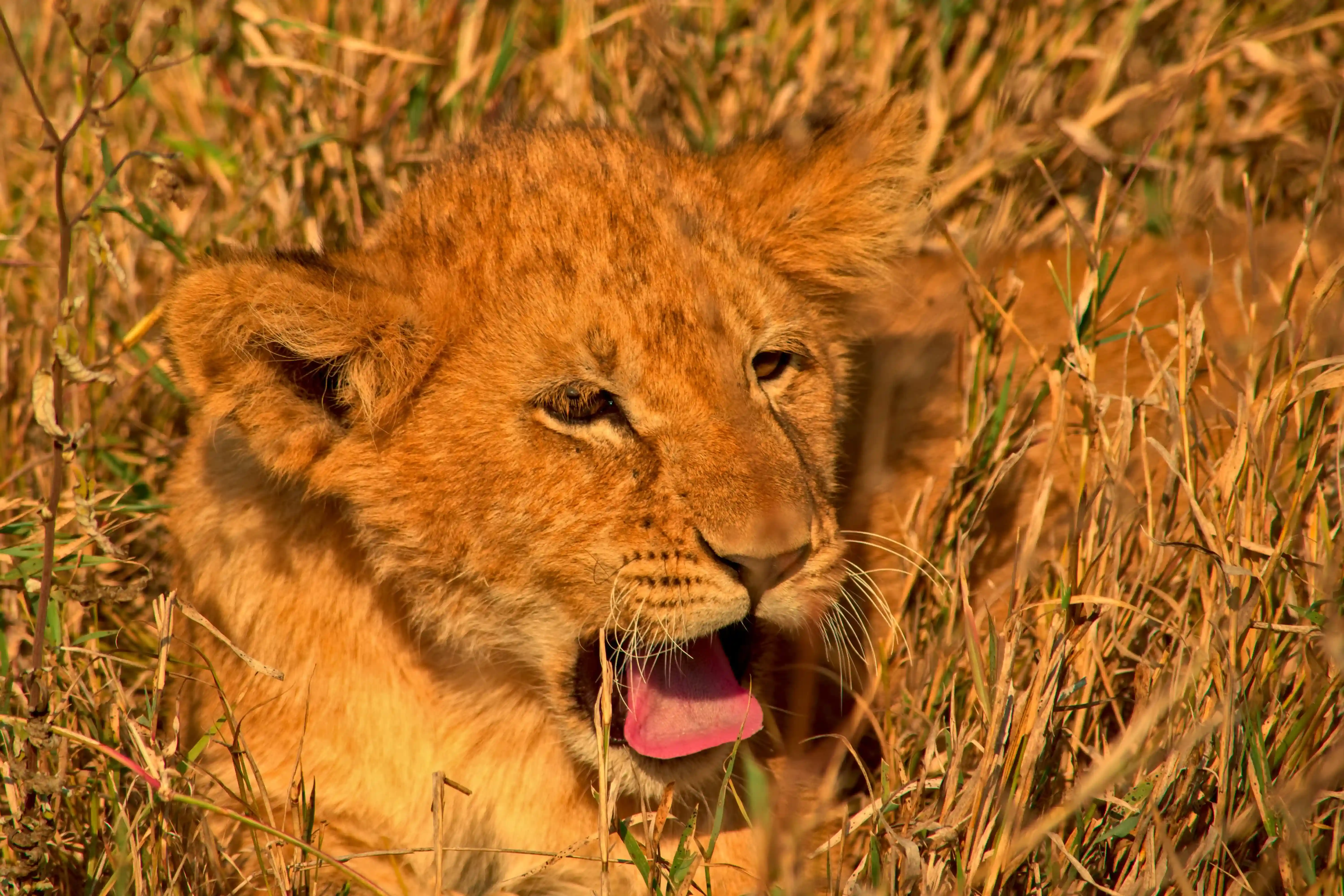 Ngorongoro Crater floor wildlife
