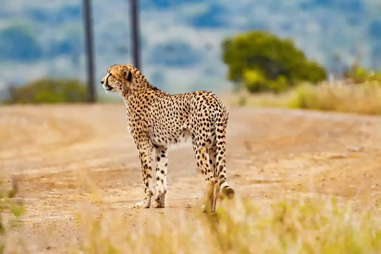 Serengeti Simba Camp