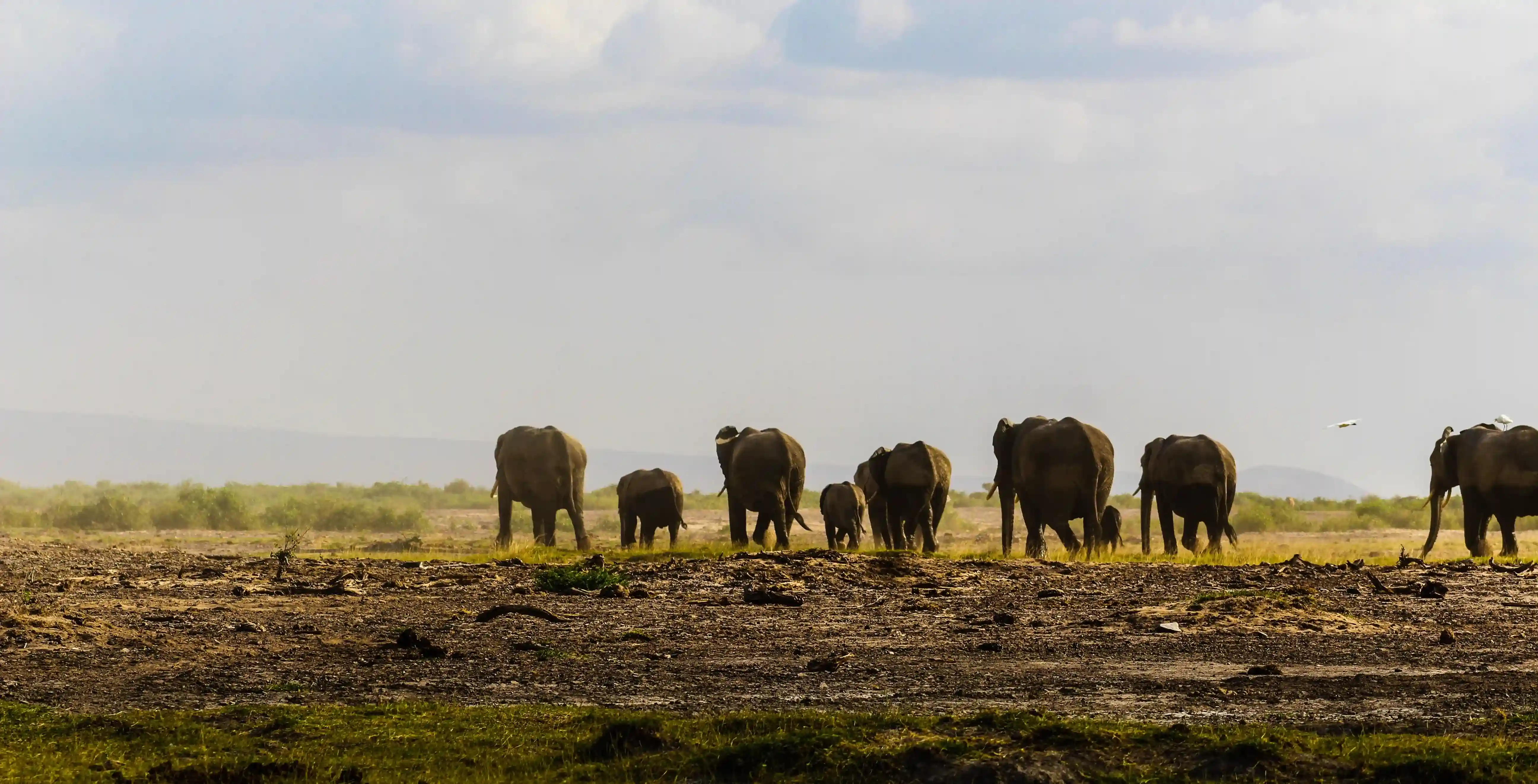 Serengeti Simba Camp