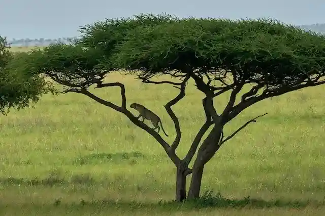 Ngorongoro Crater rim