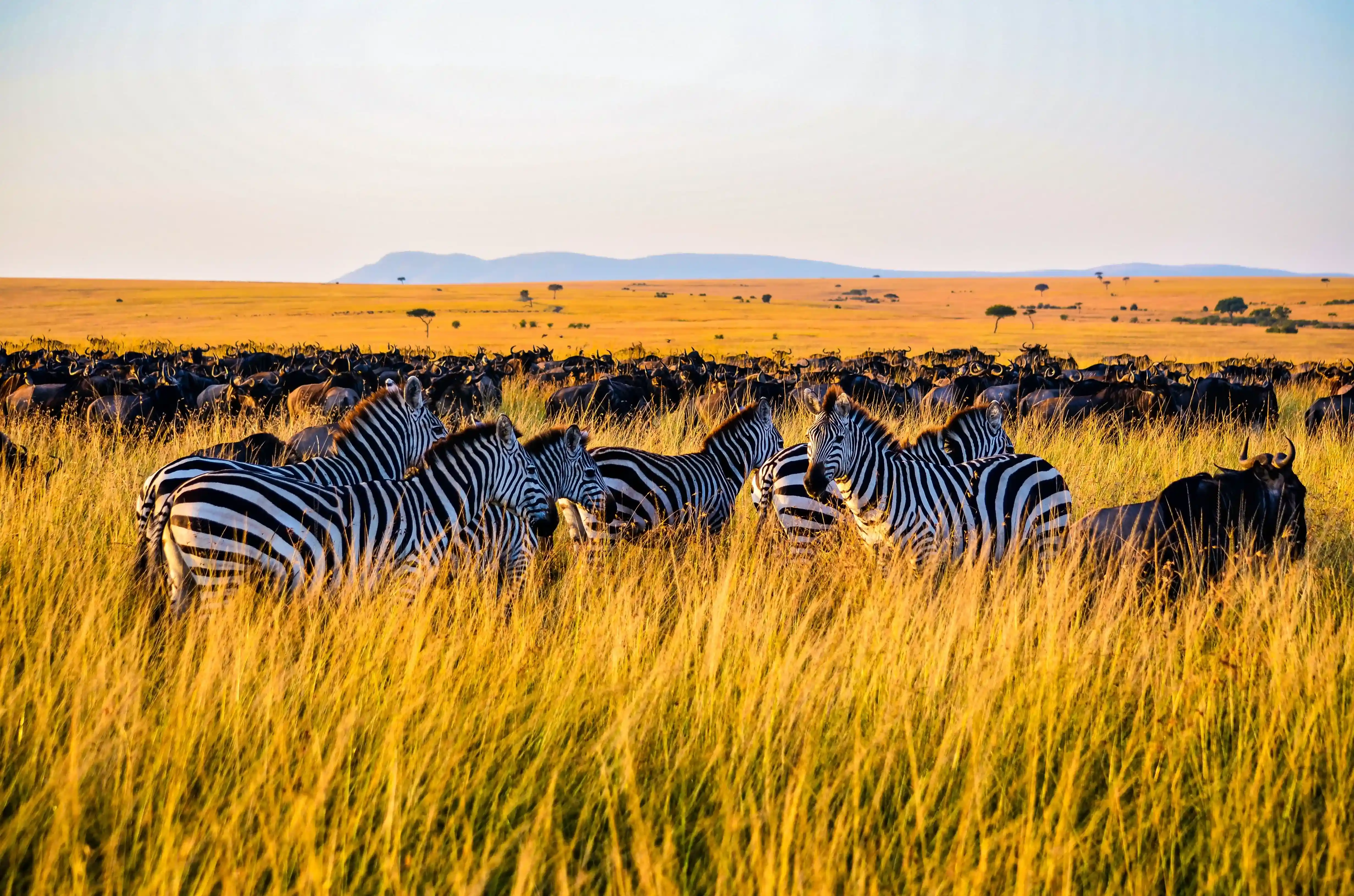 Rhino Lodge Ngorongoro