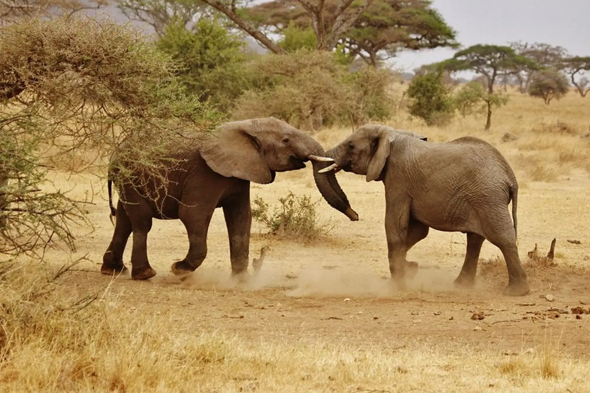 Ultimate Tanzania
