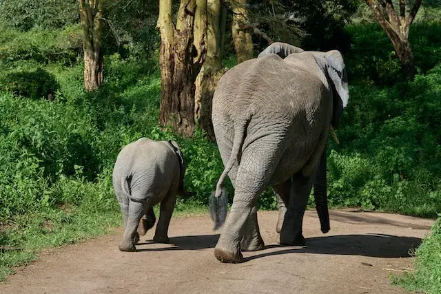 Ngorongoro