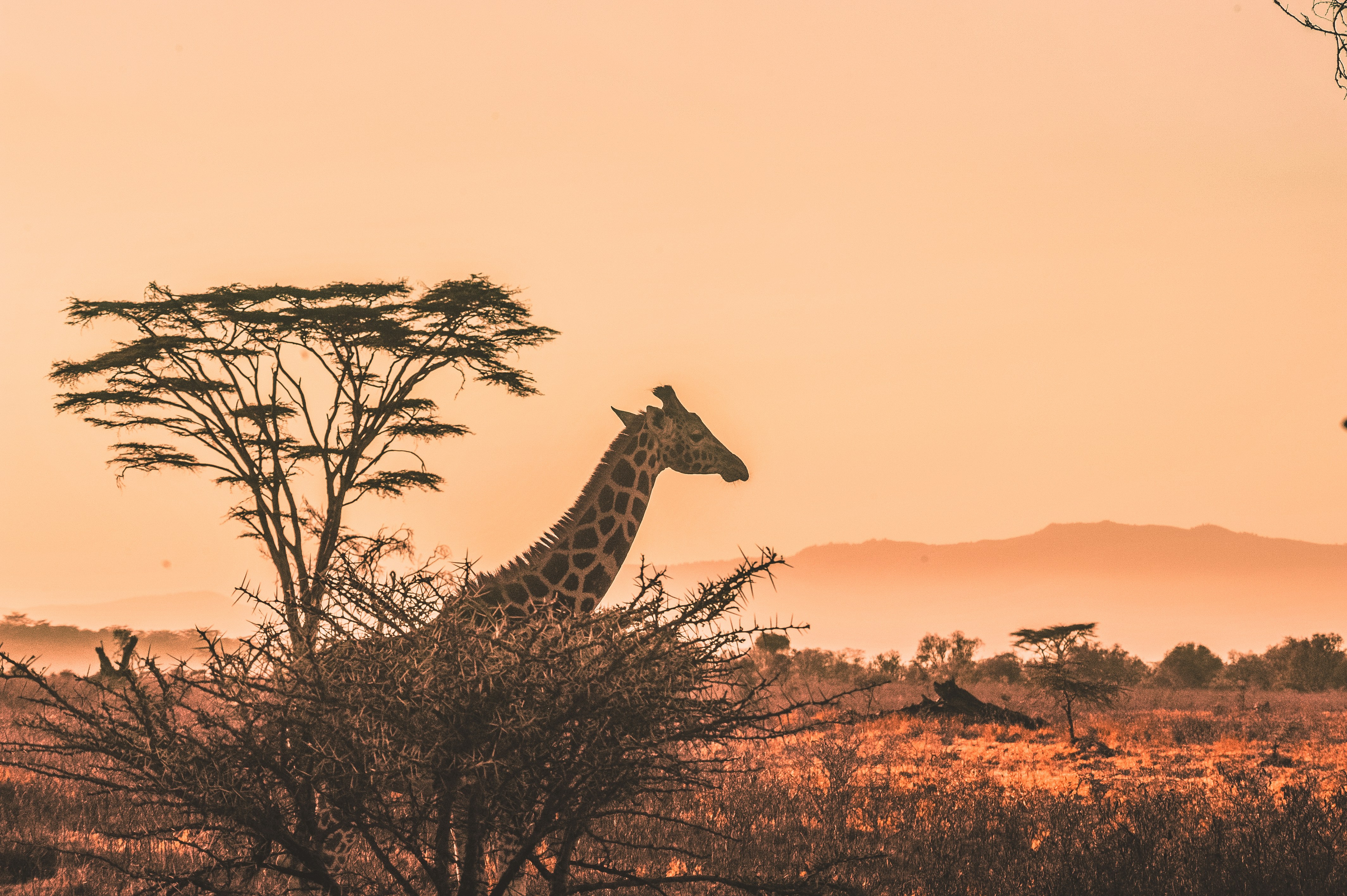Elephants at sunset