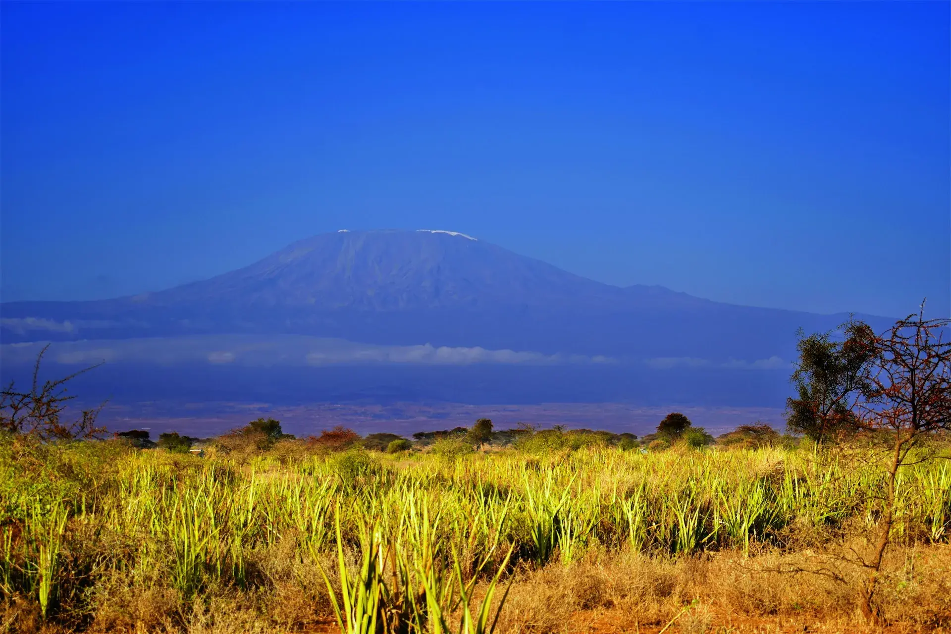 Mweka descent trail Kilimanjaro