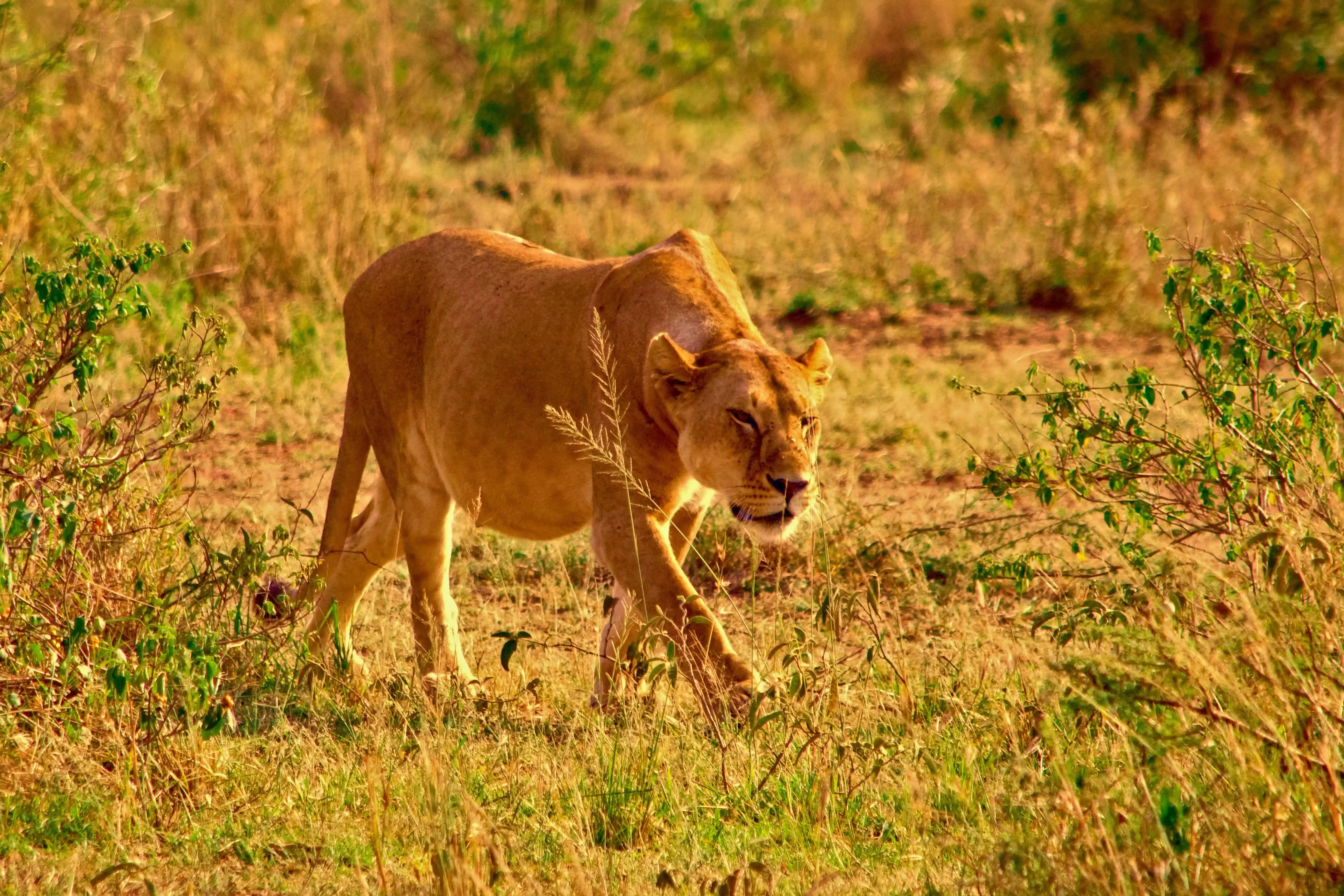 Group joining safari signature tour