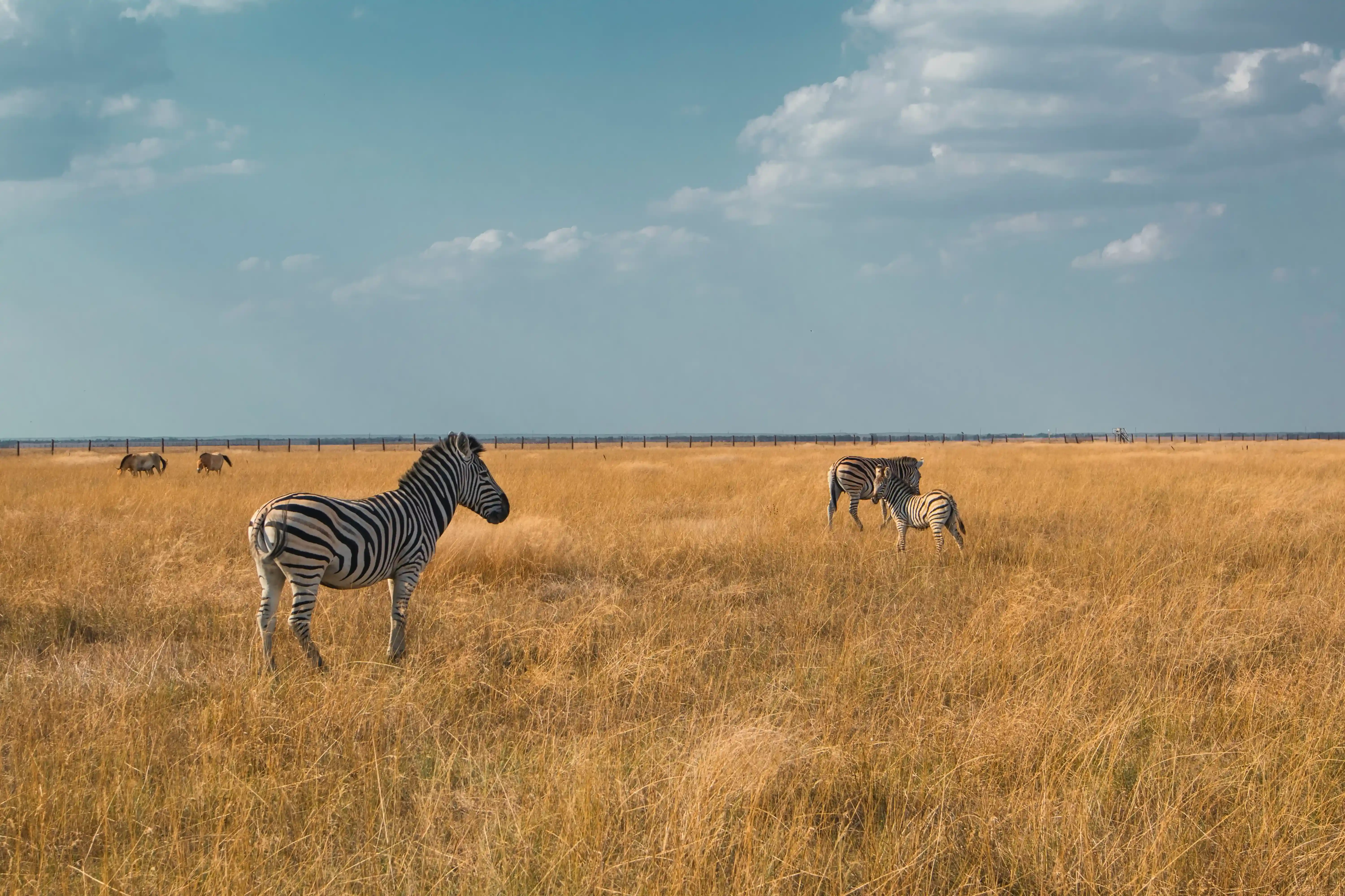 Lake Manyara safari and flamingos