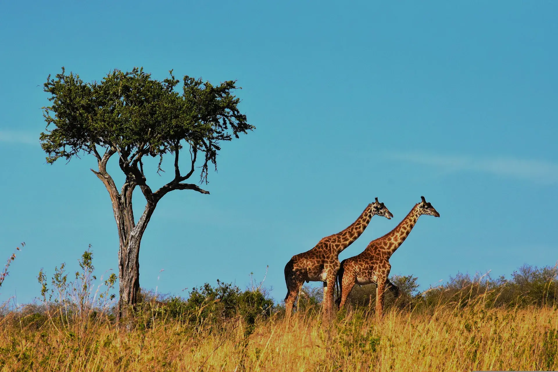 Ngorongoro Crater
