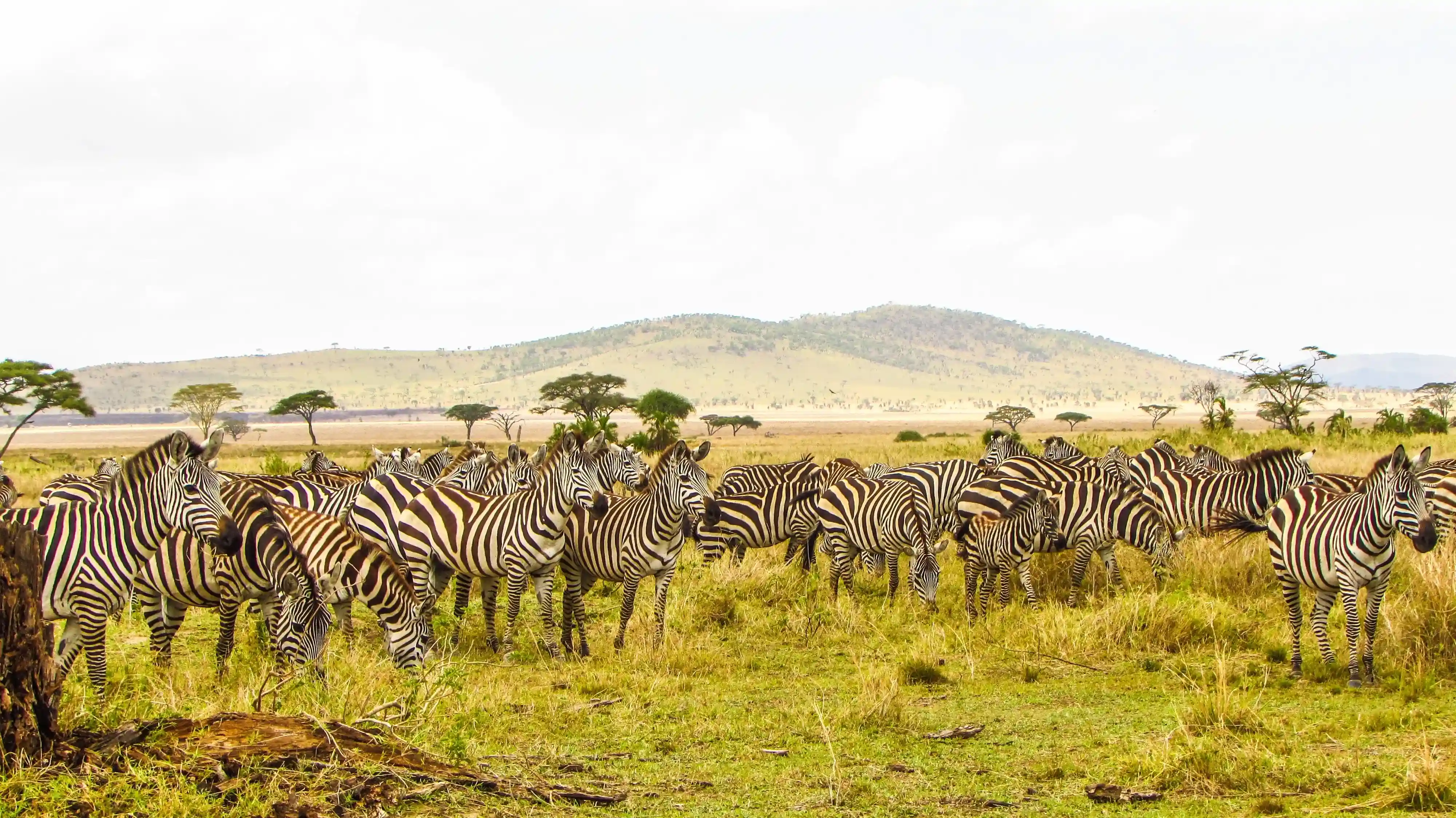Kilimanjaro Rongai Route — northern wilderness approach