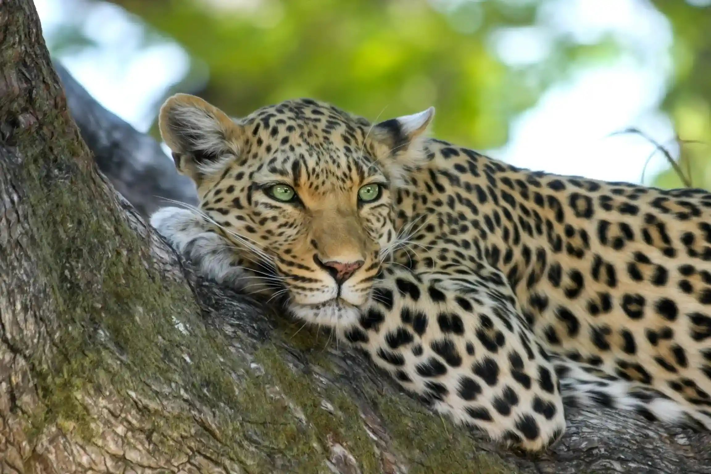 Golden safari plains in Tanzania