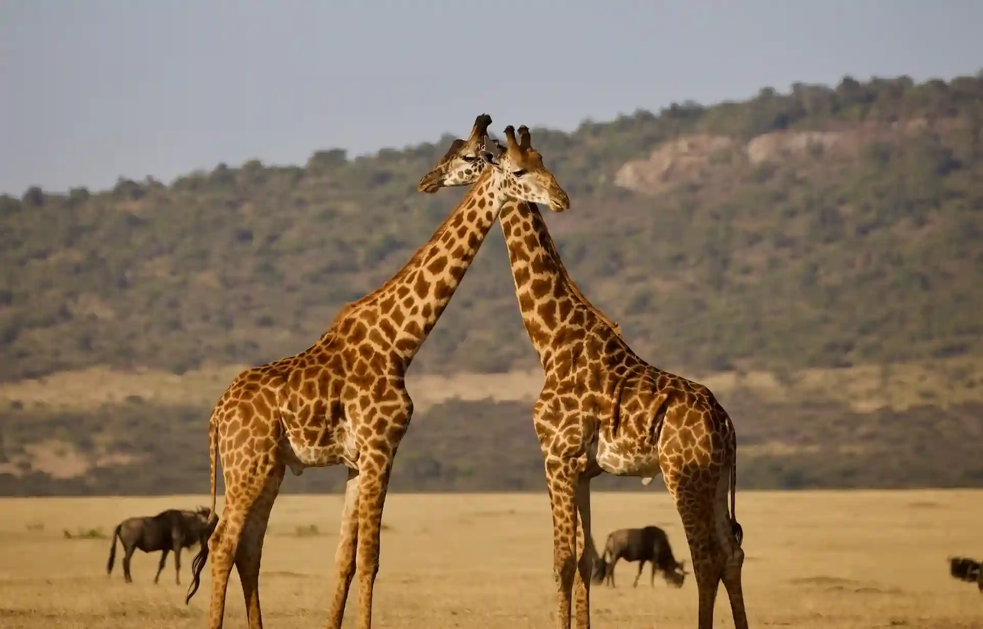 Serengeti at golden hour with elephants