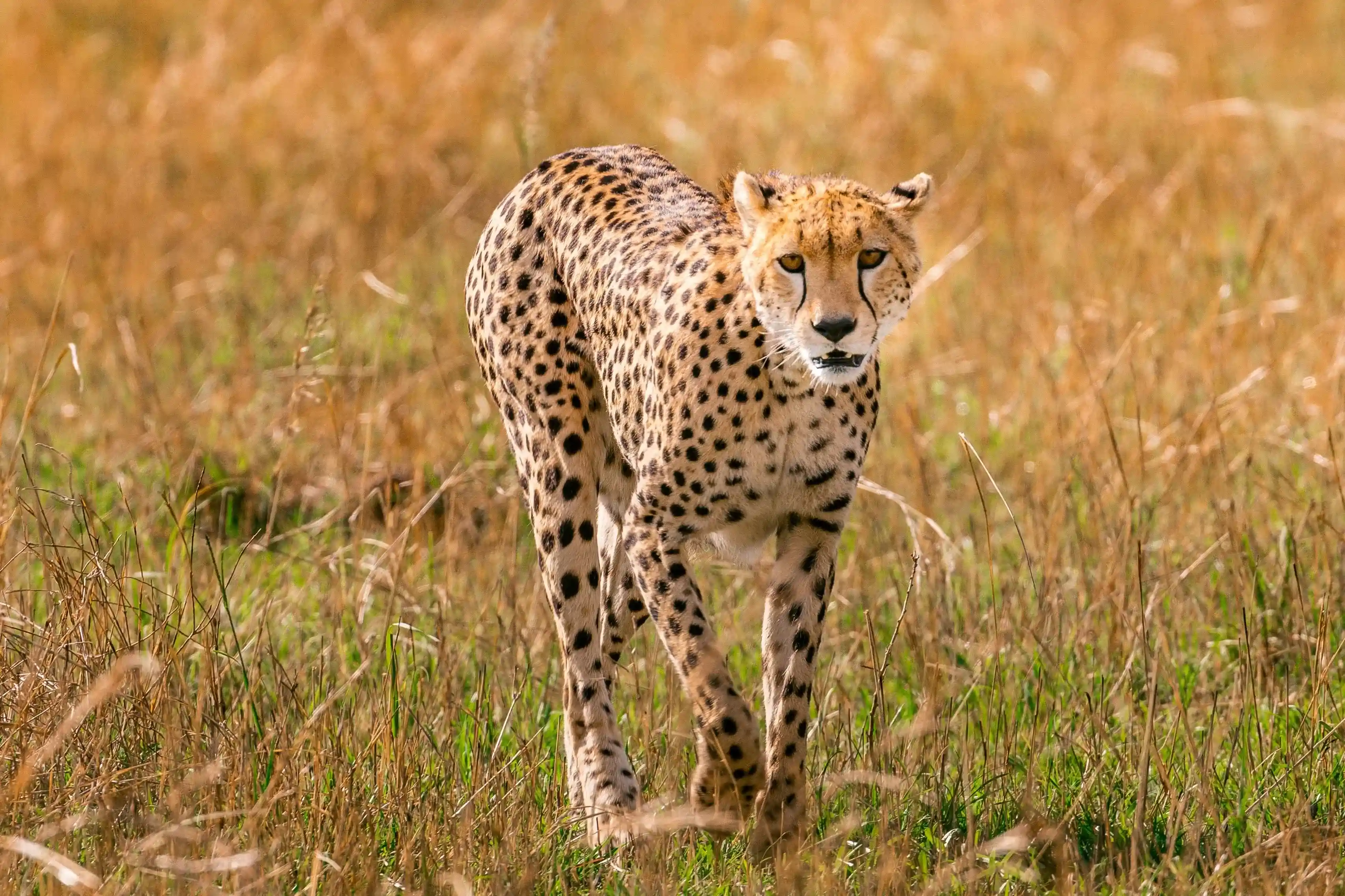 Serengeti sunrise