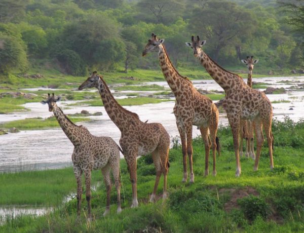 Giraffe beside the Ruaha River