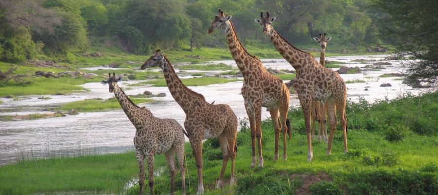 Giraffe beside the Ruaha River