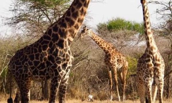 Arusha NP