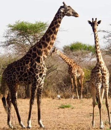 Masai Giraffe in Katavi NP