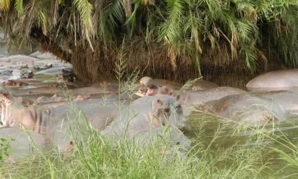 Hippo Pool1