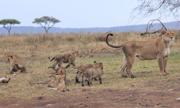 Lioness Cubs