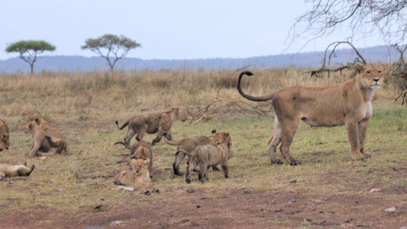 Lioness Cubs