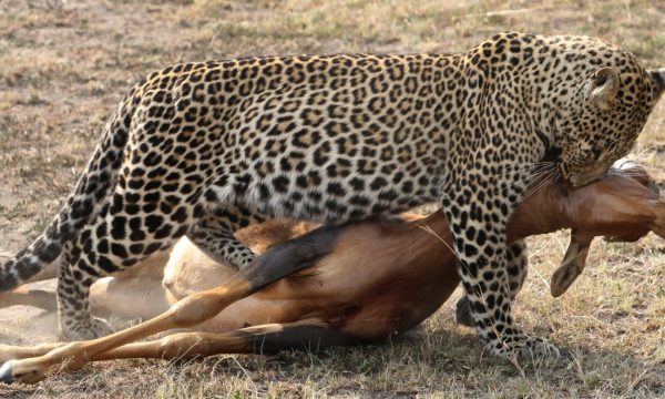 Leopard in Hunt