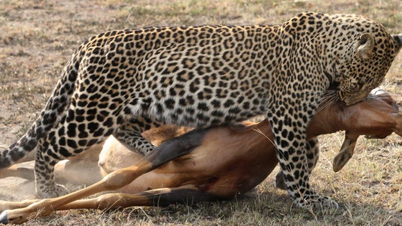 Leopard in Hunt