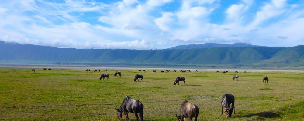 Ngorongoro -0
