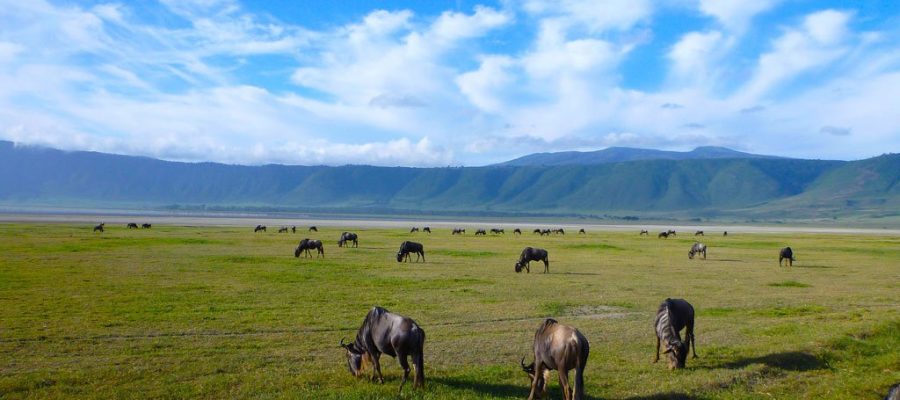 Ngorongoro -0