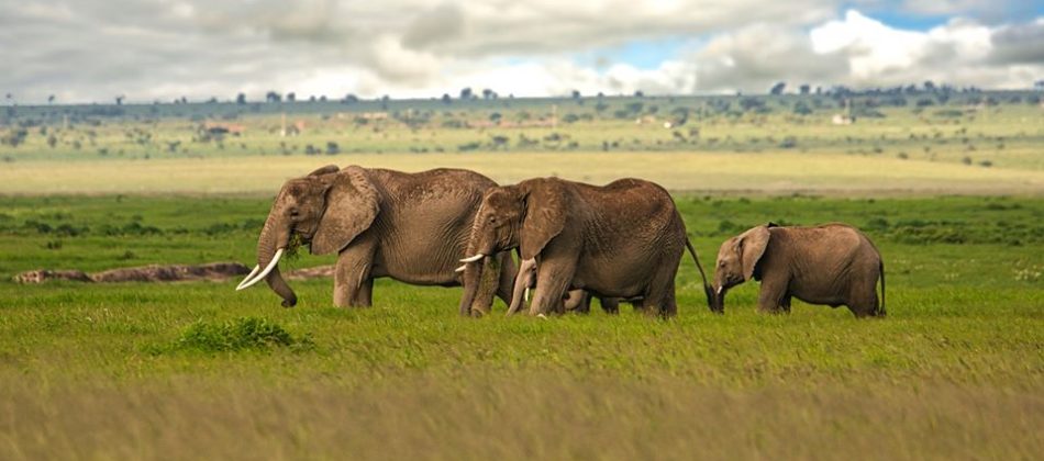 Ngorongoro -02