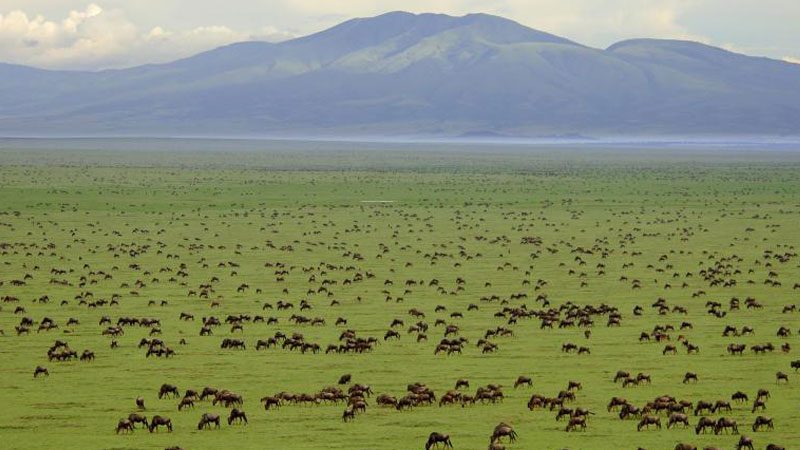 Serengeti - Wildebeest Carpet