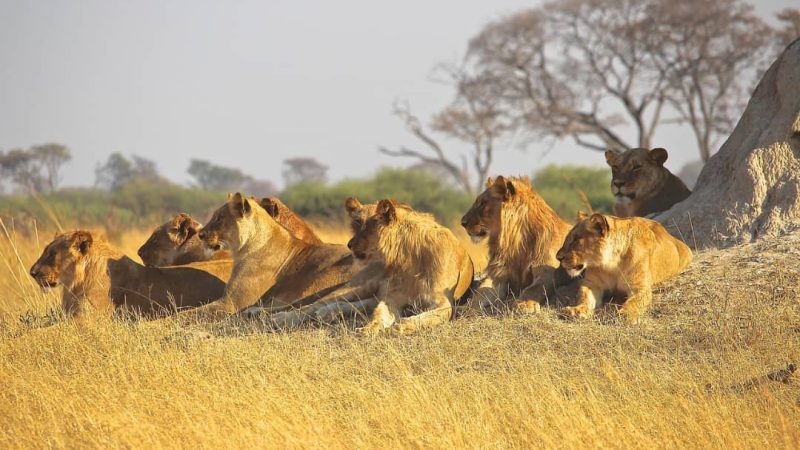 Simba in Ruaha