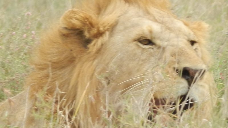 Simba in Masai Mara