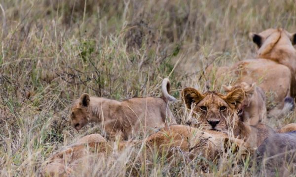 Tanzania-Safari-07