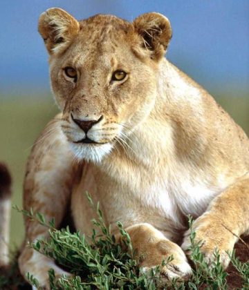 Tanzania-Safari-AA05