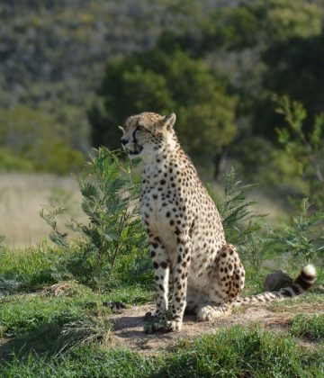 Tanzania-Safari-AA09