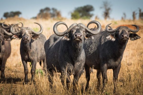 Buffalo Herds in Katavi