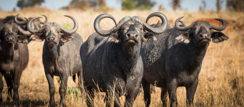 Buffalo Herds in Katavi