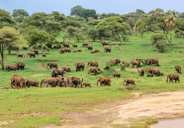 African elephants in Tarangire National Park Tanzania on green grass savanna, Tanzania.