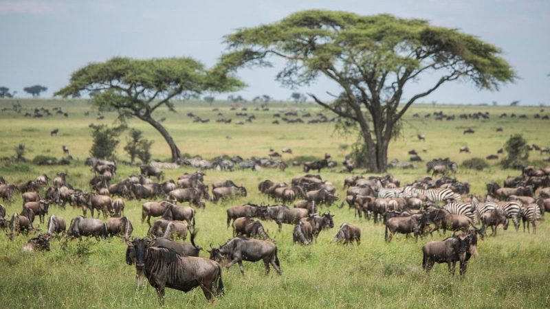 serengeti-national-park-plain